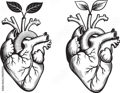 Anatomical Heart with Growing Leaves Illustration anatomy