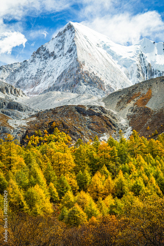 Yellow pine forest with snow mountains in the background at Yading Nature Reserve