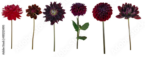 Obraz na plátně Dahlia flower and stems - Isolated PNG file of side-on images of 6 different dah