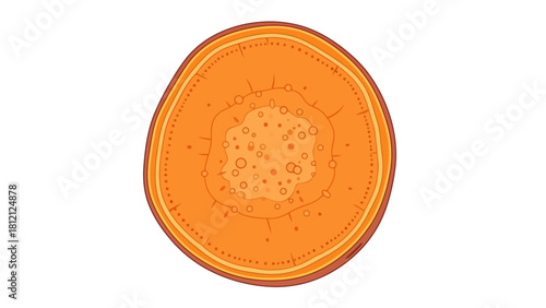 Crosssection of an orange sweet potato showing layers and internal texture
