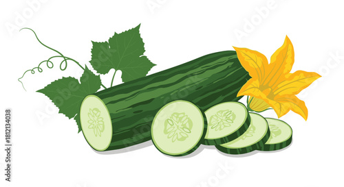 A fresh green cucumber with leaves a flower and several slices is illustrated on a clean white vector background.
