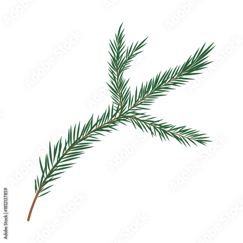 For tree branch vector illustration. Green pine twig with needles isolated on white background. Evergreen conifer holiday decoration for Christmas, winter design, cards, posters in flat cartoon style
