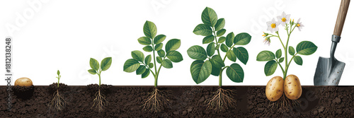 Life cycle of potato plant showing development stages in soil