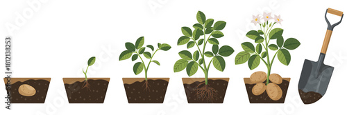 Potato plant growth stages with roots, leaves, flowers, shovel