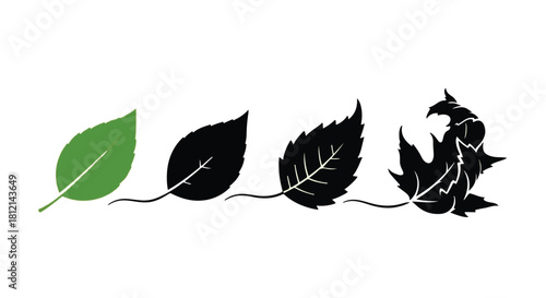 Four leaves showing progression from vibrant green to decaying brown, symbolizing life cycle and change.