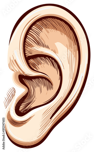 Detailed human ear illustration in a vintage woodcut or engraving art style
