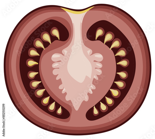 Graphic Illustration of a Tomato Cross-Section Revealing Seeds, Pulp, and Layers of Colored Skin Depicting Fresh Vegetable