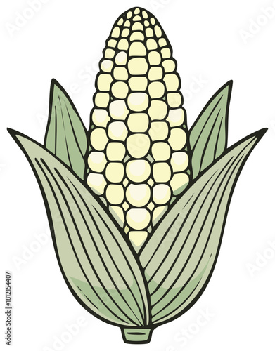 Stylized hand drawn ear of corn with green husks food illustration