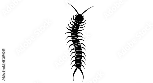 Foto Centipede silhouette with transparent background