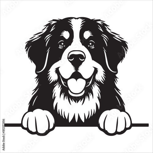 Bernese Mountain Dog Peeking Over Line