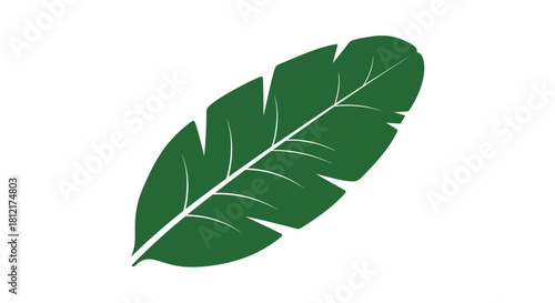 Green banana leaf with transparent background