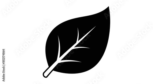 Leaf with branch detail with transparent background