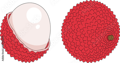 Lychee Fruit Vector Illustration, Tropical Food, Whole and Peeled Design.