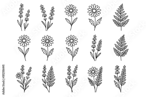 Line mix icon fern sketch icons outline stems vector lavender daisy floral