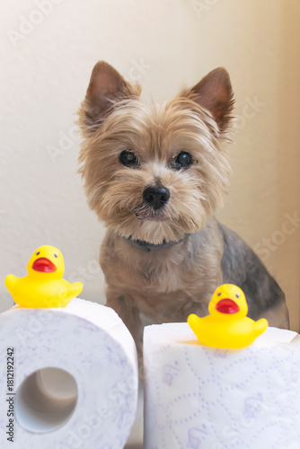 Foto de un adorable perrito con elementos para el baño