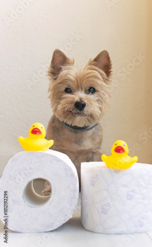 Foto de un adorable perrito con elementos para el baño