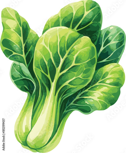 Vector watercolor painted illustration of a bok choy2
