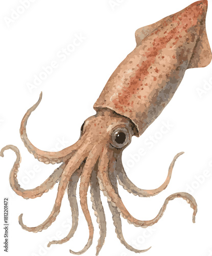 Vector watercolor realistic illustration of a squid
