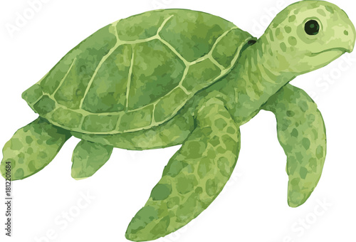 Vector watercolor illustration of a green sea turtle