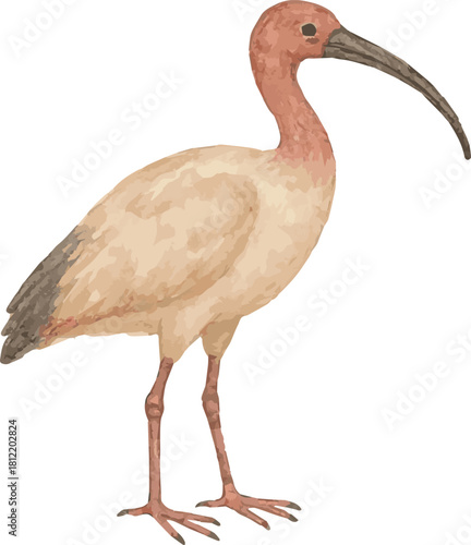 Watercolor vector illustration of an ibis bird
