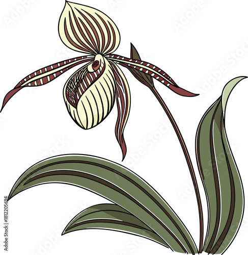  drawing of a Rothschild’s Slipper Orchid