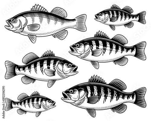 Collection of hand drawn perch and bass fish illustrations