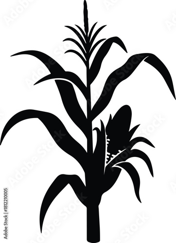 Illustration corn plant with cob agriculture harvest silhouette vector