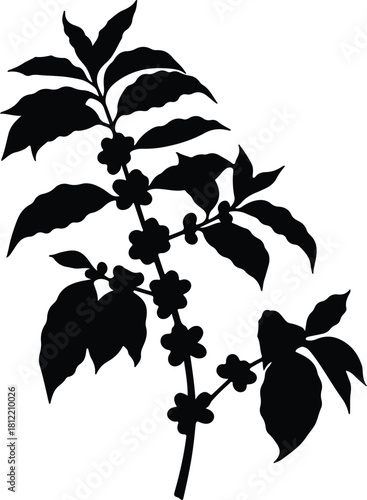 Illustration coffee plant branch with leaves and flowers silhouette vector