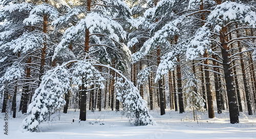 A winter forest with snowcovered pine trees on a sunny day