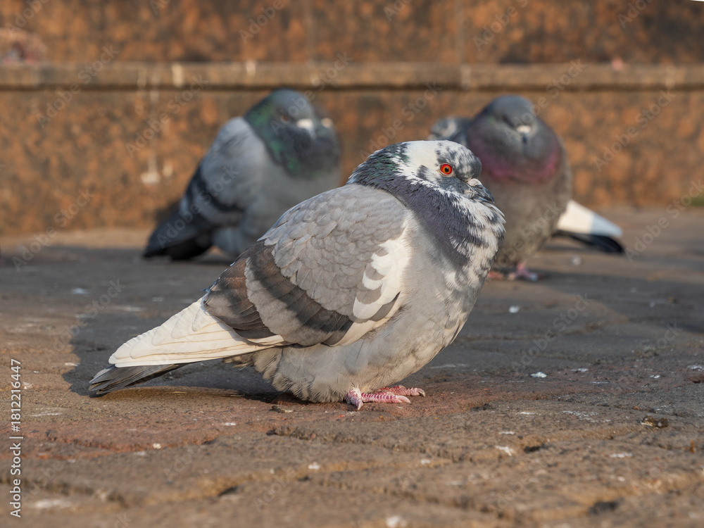 Fototapeta premium City pigeons perching on the sidewalk