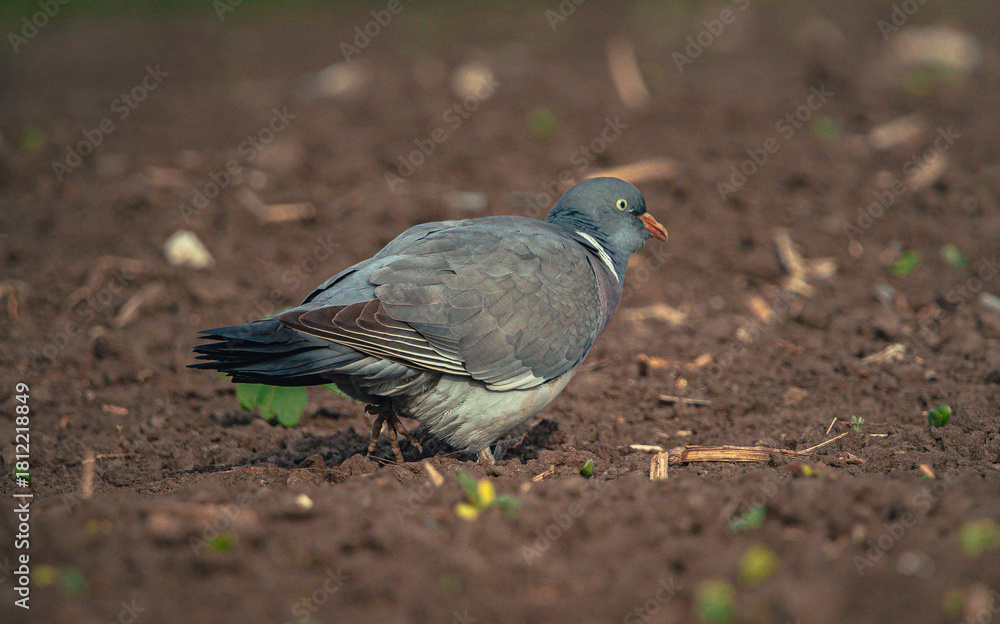 Obraz premium Wild bird