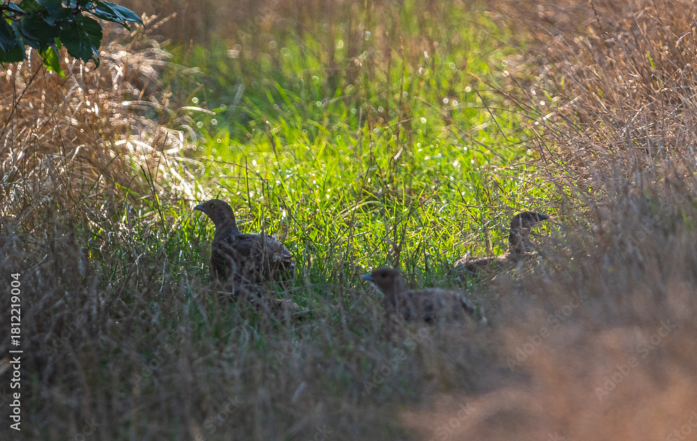 Fototapeta premium Wild bird