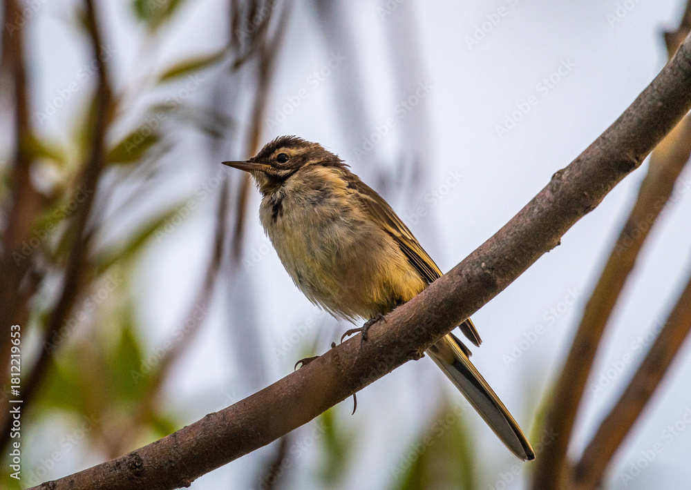 Fototapeta premium Wild bird