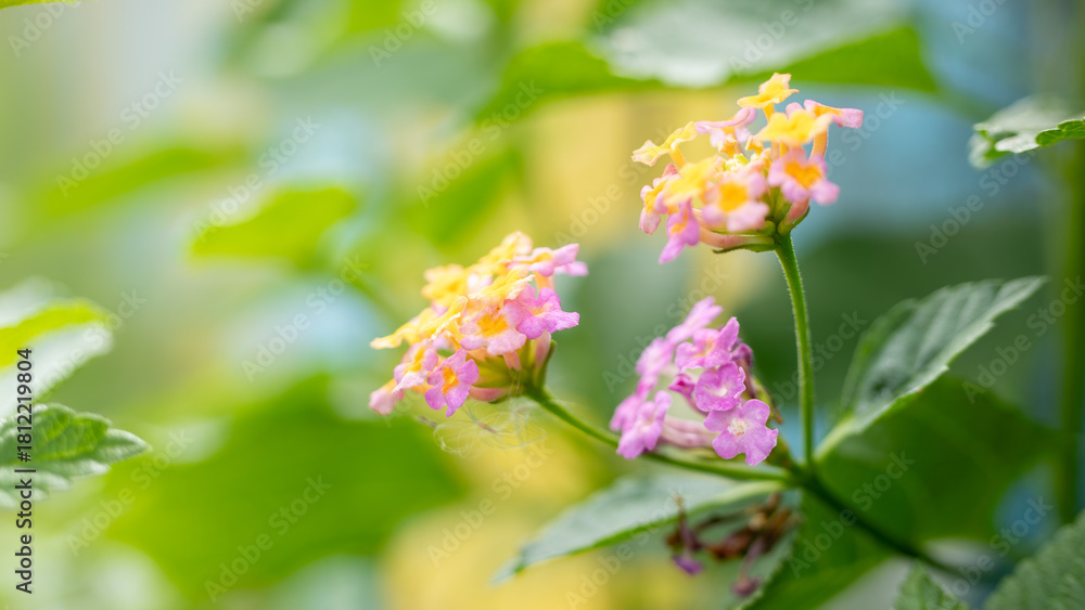 Obraz premium Vibrant Lantana Flowers Blooming in Sunlight
