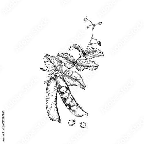 Compositions of green pea delicate leaves, curling tendrils, and two pods. One open with round peas inside and two loose peas beside it. Hand drawn vector illustration painted by black inks.