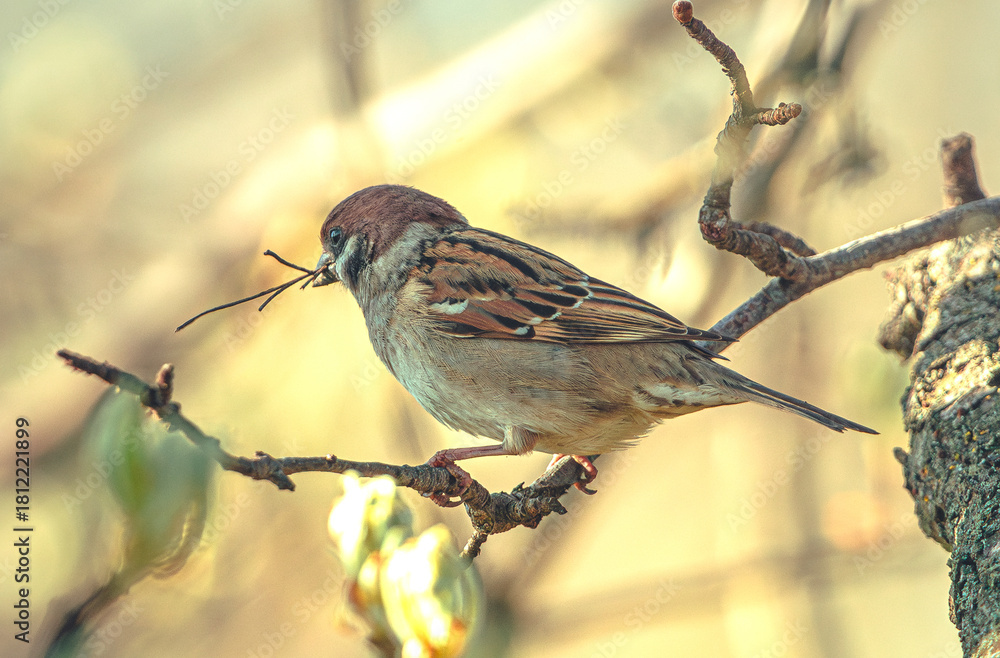 Fototapeta premium Sparrow