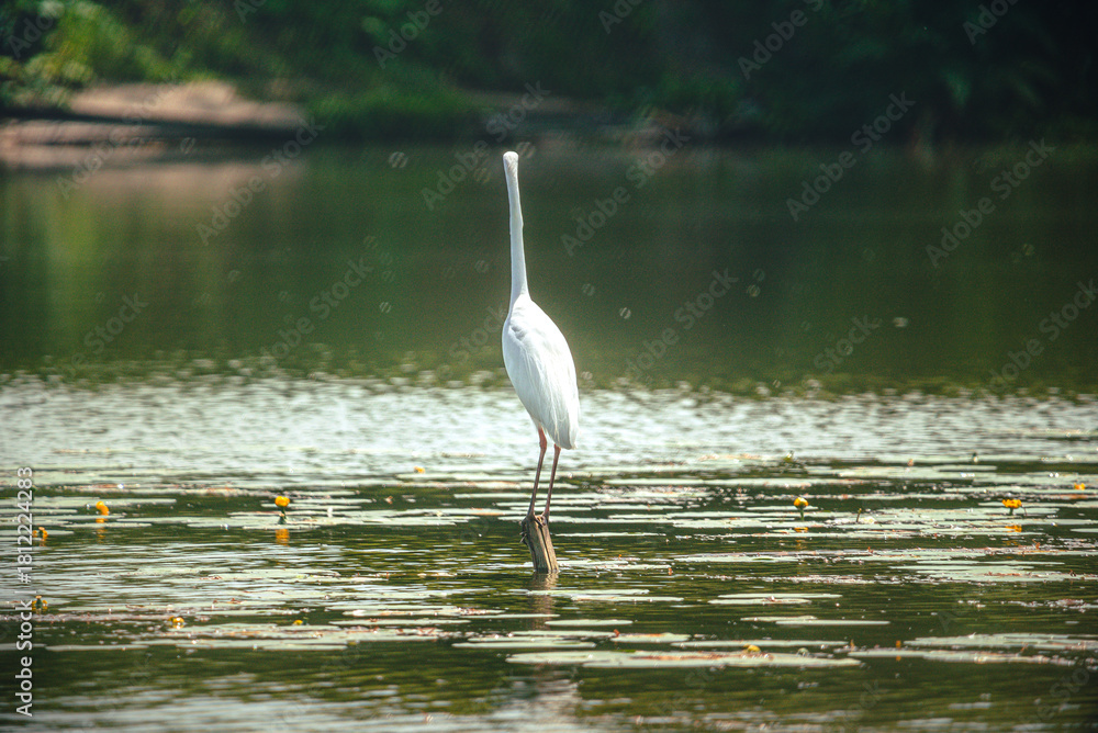 Naklejka premium Heron