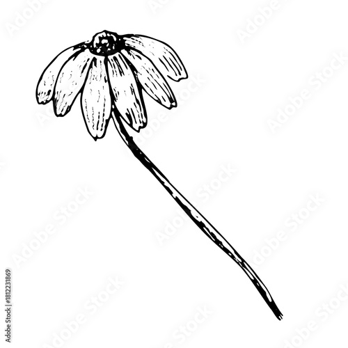 Chamomile or daisy flower sketch in vintage linear style. Hand drawn vector illustration for cosmetic, oil and food background. Chamomile flower isolated on transparent background.