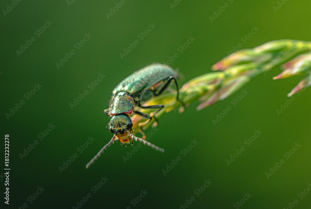 Fototapeta premium Insect
