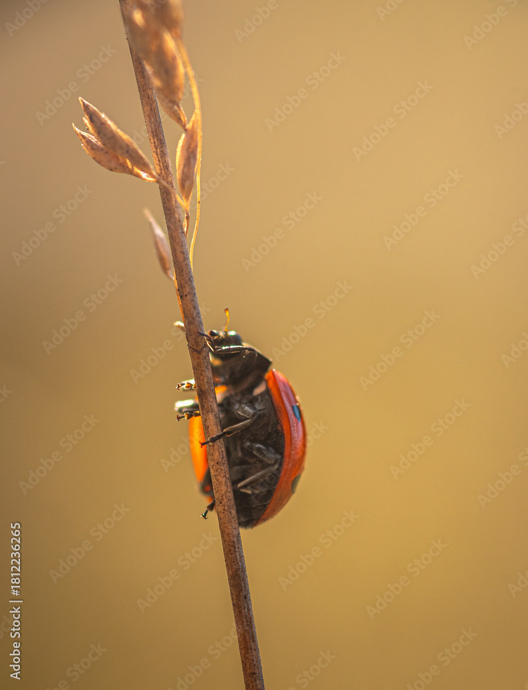 Fototapeta premium Ladybug