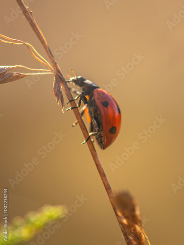 Ladybug