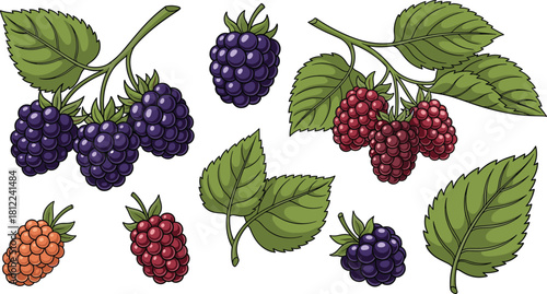 Blackberry, raspberry, ripe berries, unripe berries, berry cluster, botanical illustration, green leaves, fruit stages, nature drawing, berry plant
