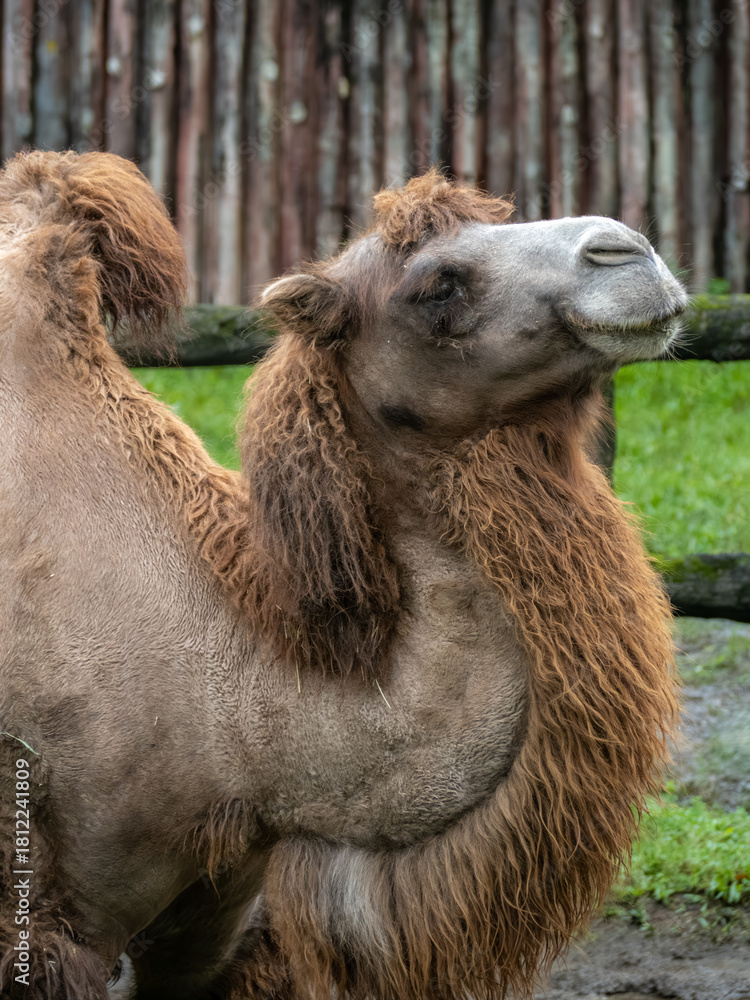 Fototapeta premium 台北市立動物園