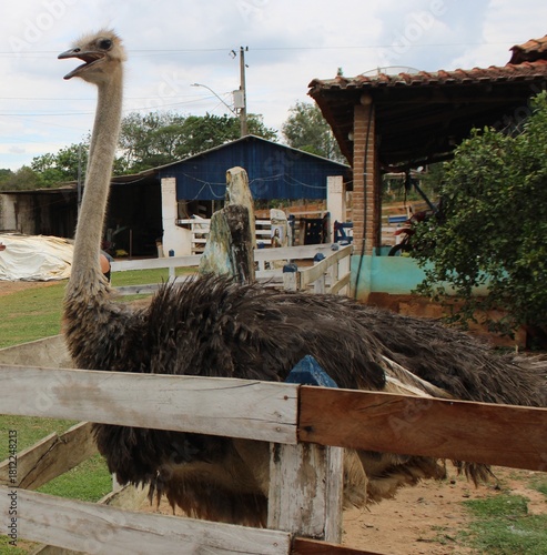 Avestruz - Struthio camelus