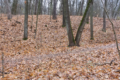 Cybina Valley, a protected area with lush vegetation and hills, the view in autumn is covered with fallen leaves