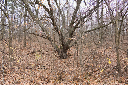 Cybina Valley, a protected area with lush vegetation and hills, the view in autumn is covered with fallen leaves