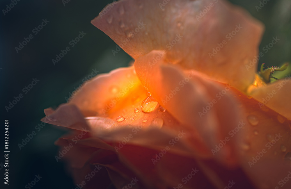 Fototapeta premium Rose