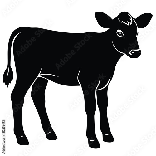 human calf on white background