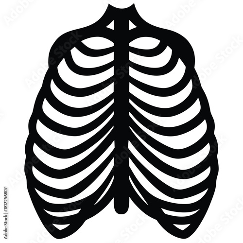 human ribs vector on white backgeound