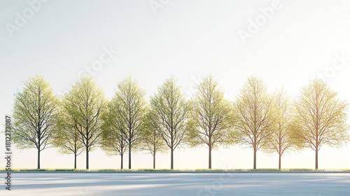 Row of Young Trees with Green Foliage under Soft Light